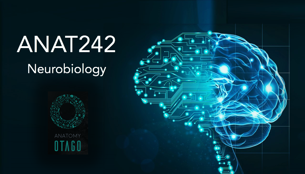 ANAT242 Neurobiology ANAT242