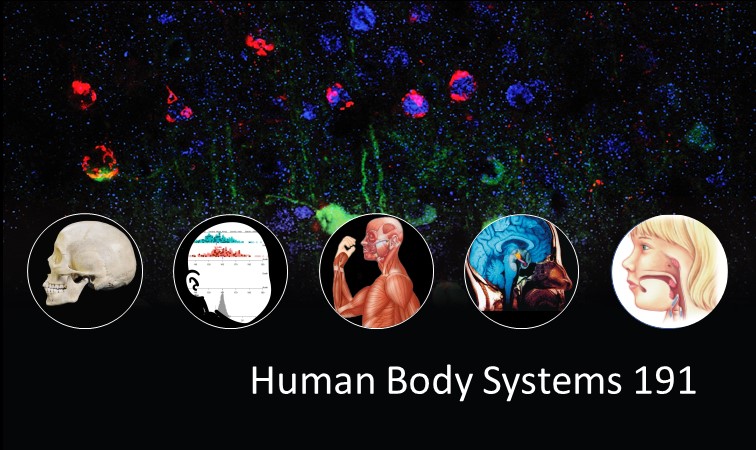 HUBS191 Human Body Systems 1 HUBS191
