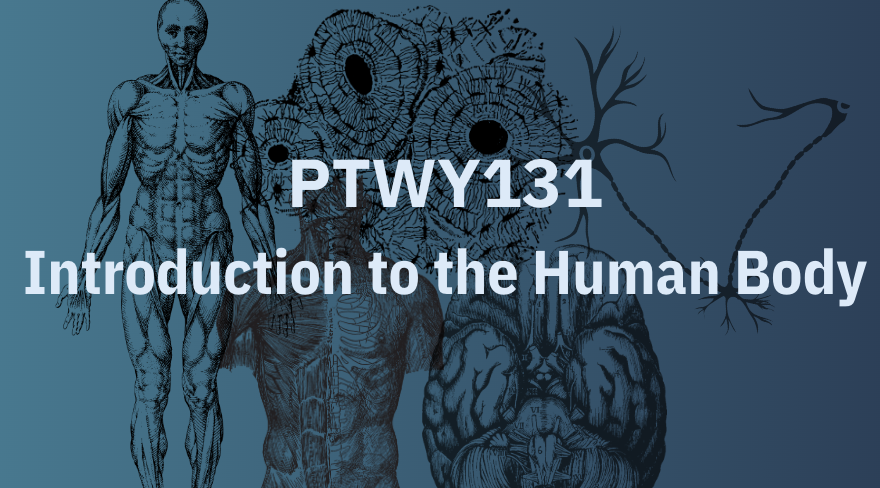 Introduction to the Human Body PTWY131