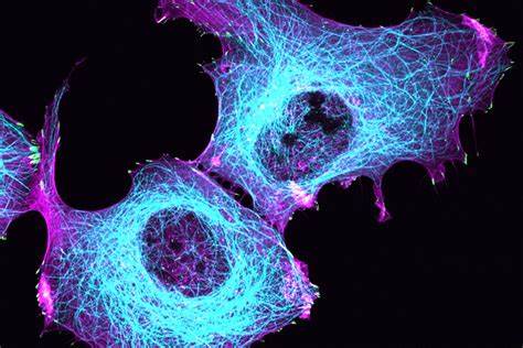 CELS191: Cell and Molecular Biology CELS191